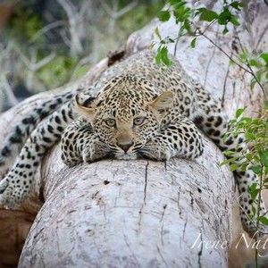 Meet your Posher, Ice